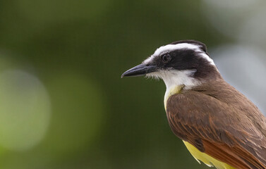 Fototapeta premium Great kiskadee in Mexico