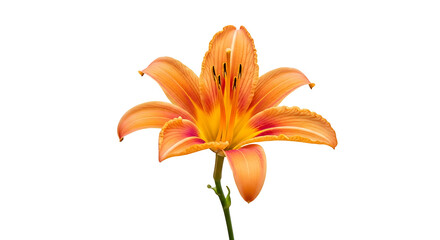 Obraz premium Vibrant orange lily blossom in full bloom isolated on white background