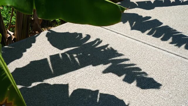 Sunlit Banana Leaf Shadows on Textured Surface