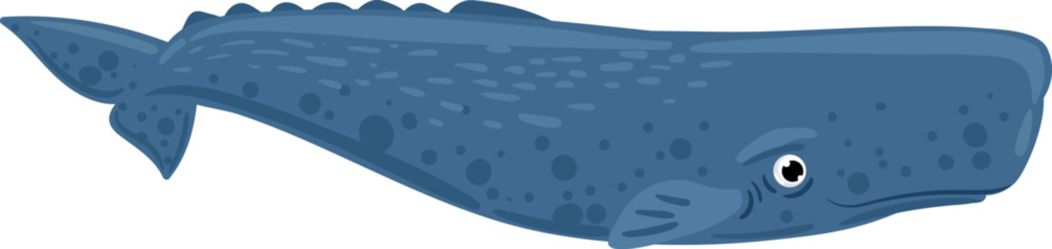 Sperm whale swimming ocean cartoon character illustration