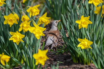 Wiosna w Parku Centralnym w Olsztynie. Kwiczoł w narcyzach. © Janusz Lipiński