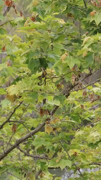 Western Sycamore, Platanus Racemosa, a stately native monoecious perennial tree displaying simple alternate palmately lobed petiolate leaves during Spring in Coastal Los Angeles County.