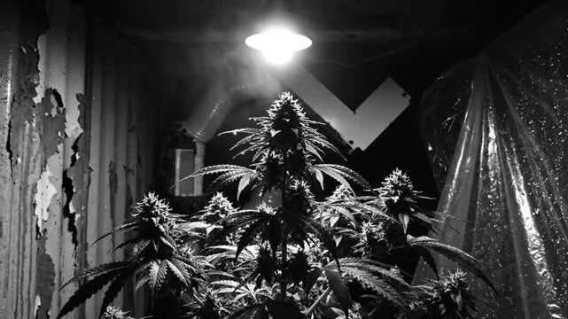 Black and white close up of a marijuana plant growing inside a dimly lit space with a bright overhead light