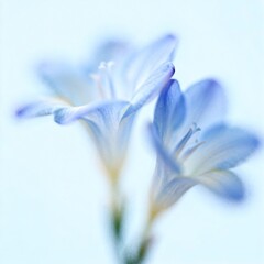 Fototapeta premium Delicate Blue Flowers in Soft Focus