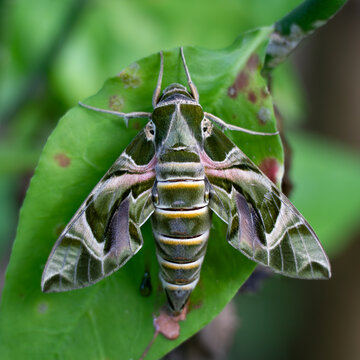 Daphnis nerii, the oleander hawk-moth or army green moth, is a moth of the family Sphingidae