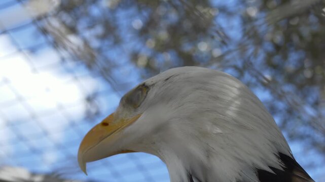 Bald eagle Haliaeetus leucocephalus closeup portrait showing sharp beak and focused gaze. Eagle predator bird represents power, vision and wildlife observation in aviary environment.