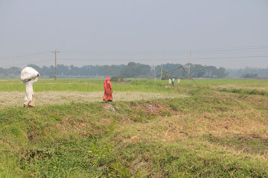 Comilla ,Muradnagar-25 &lrm;December &lrm;2025,Rural life in a mustard field in Bangladesh.
