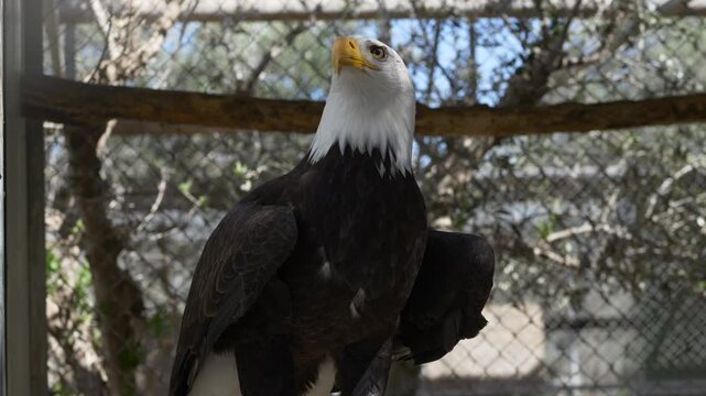 Bald eagle Haliaeetus leucocephalus standing with wings slightly open. Eagle predator bird displays power, dominance and alert posture in zoo aviary wildlife environment. Bird takes off from branch. 