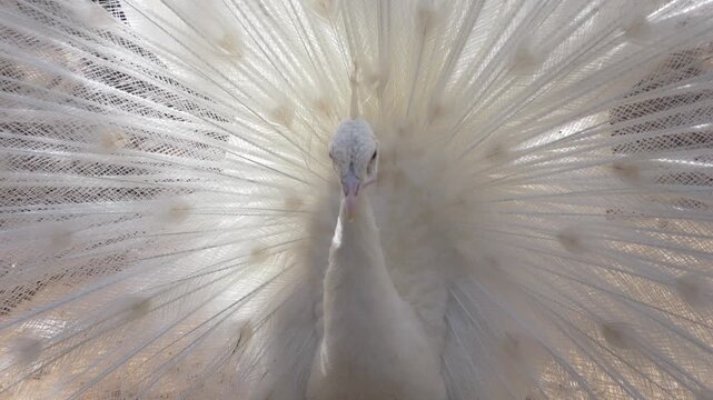 White peacock Pavo cristatus spreading feathers in full display. Exotic bird shows elegant plumage, decorative tail and ornamental beauty in garden or zoo environment. 