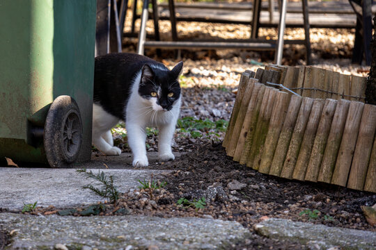 Black and white cat walking in backyard garden