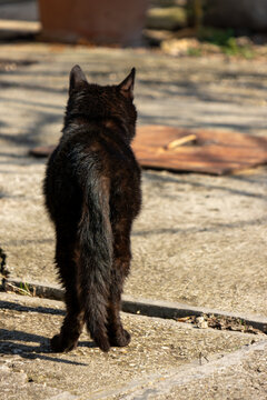 Black cat walking on sunny pavement outdoors