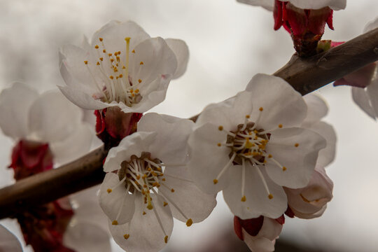 Apricot blossom close up with soft petals