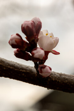 Delicate spring blossom on tree branch