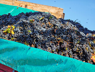 Fototapeta premium Grape hauling process: Close-up of a truck full of Bonarda grapes during the harvest season.