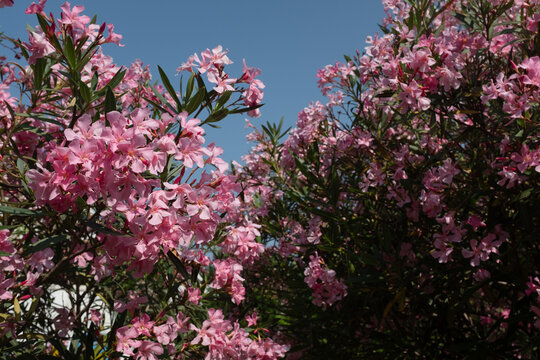 Pink oleander flowers on tree against blue sky, blooming nerium oleander, tropical garden plant, vibrant floral branches, summer nature background, copy space