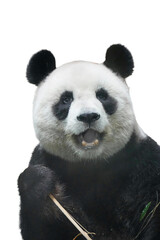 Fototapeta premium Giant panda with open mouth close up isolated on black background, expressive wildlife animal portrait showing powerful teeth and playful facial expression.