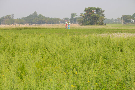 Comilla ,Muradnagar-25 &lrm;December &lrm;2025,Rural life in a mustard field in Bangladesh.