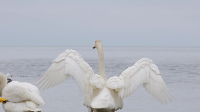 A white whooper swan gracefully flaps its wings on the seashore. Slow motion.