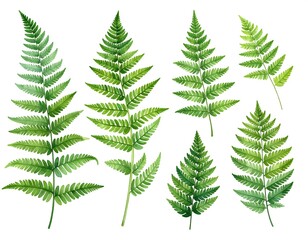 Obraz premium Watercolor illustration of ferns on white backdrop. Isolated botanical plant parts