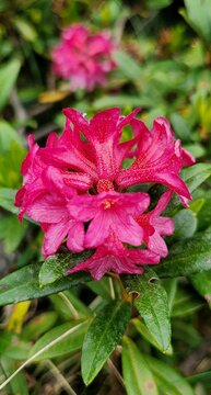 Rhododendron ferrugineum rhododendron 2