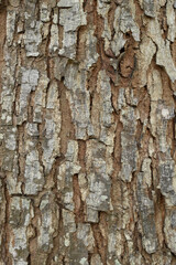 Fototapeta premium Close-up detail of the bark of the trembesi tree