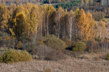 Fototapeta premium Sunny autumn landscape. Izborsko-Malskaya valley. Pskov region, Russia