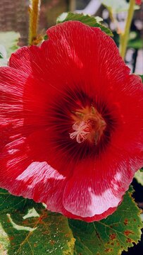 Alcea setosa hollyhock