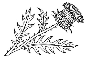 Obraz premium coloring page line art the thistle flower black vector