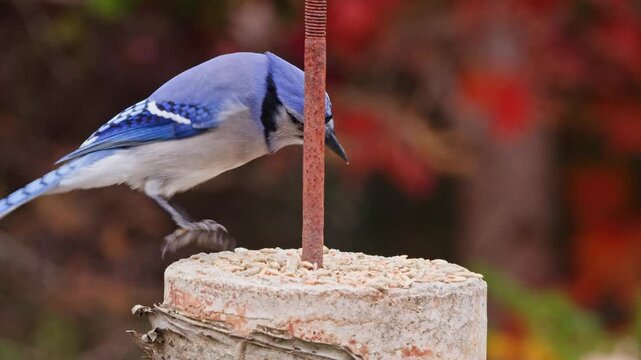 Close-up of a Blue Jay perched on a branch during autumn in Nova Scotia, Canada. The bird eats grains with focused expression, surrounded by colorful fall leaves and warm sunlight.