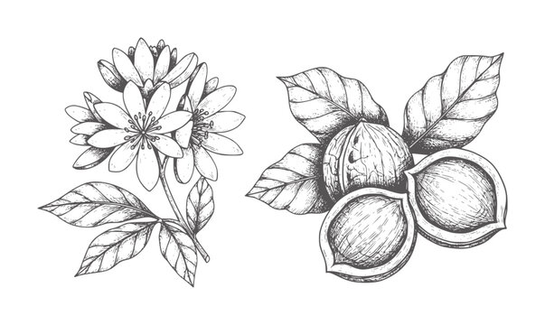 Hand drawn botanical of delicate white flowers and walnuts nature plant leaf