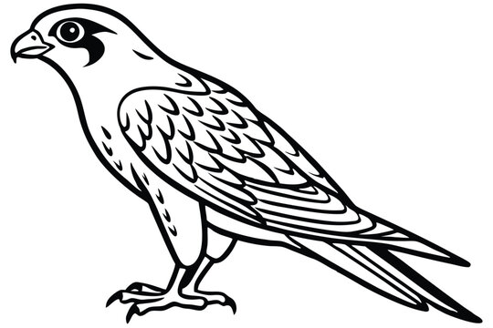 merlin bird silhouette line art vector illustration with a white background