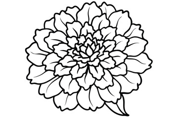 Fototapeta premium marigold flower silhouette line art vector illustration with a white background