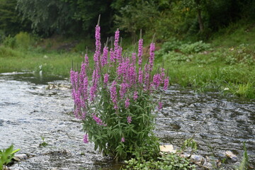 trava u koritu reke © Ljiljana