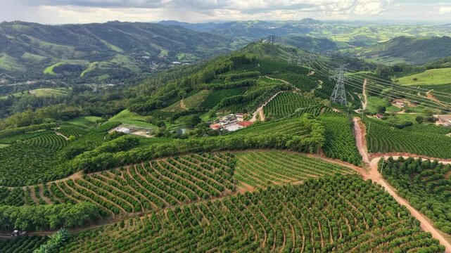 Aerial view of coffe plantation on farm - Serra Negra, S&atilde;o paulo, Brazil