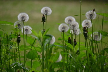 maslacak u prirodi © Ljiljana