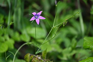 ljubicasti cvet u polju © Ljiljana