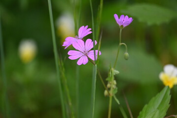 Fototapeta premium Beautiful purple wild flowers blooming in a sunny summer meadow.