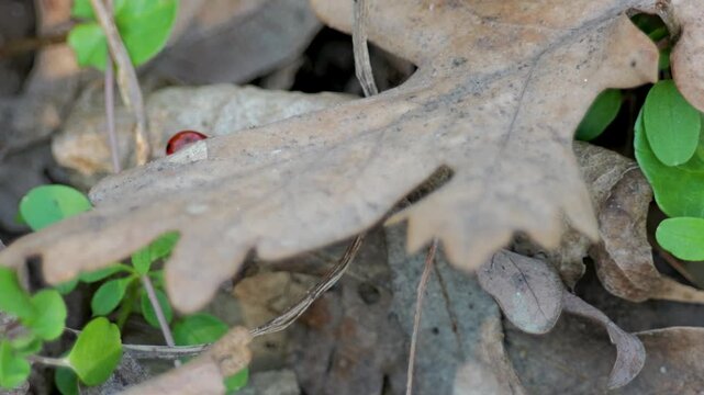 Two ladybugs crawl on a dry oak leaf among forest floor vegetation, partially hidden in natural environment with subtle movement and organic textures.
