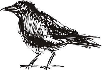 Naklejka premium Hand drawn black crow bird sketch, detailed side view ink illustration on white background