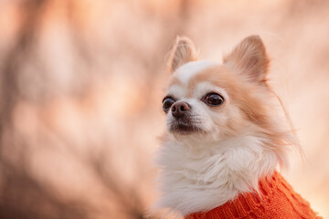 Chihuahua dog against the background of blurred trees. © Lesia