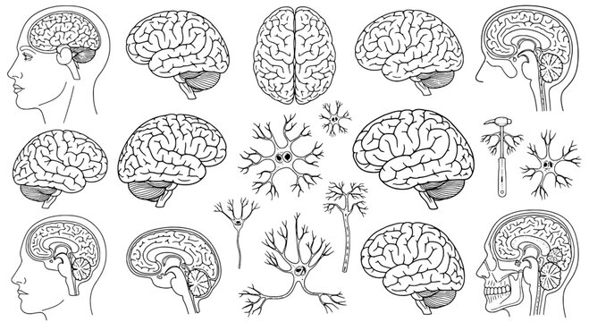 Brain human anatomy set with detailed illustrations of cerebral structures and neurons in black line art style on white background