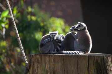 Fototapeta premium Group of Ring Tailed Lemurs Together