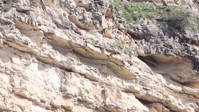 Slow motion (100fps) of two Griffon Vultures (Gyps fulvus) landing on a cliff colony in Cyprus