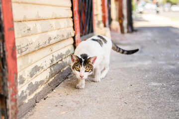 Fototapeta premium Cat on a street of Costa Rica