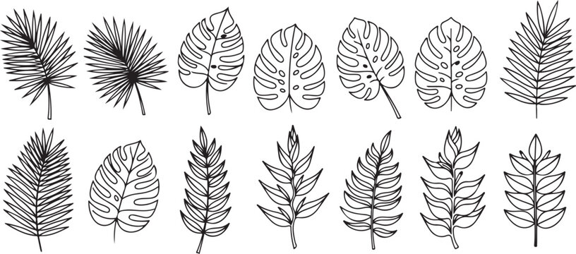 Black and white illustration of various types of leaves and foliage patterns Vector