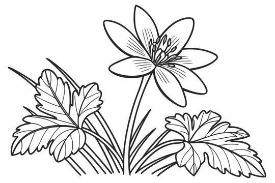 coloring page line art the bloodroot flower black vector