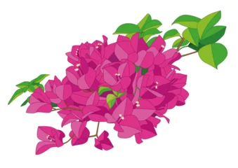 bougainvillea flower pattern design background   © nantana