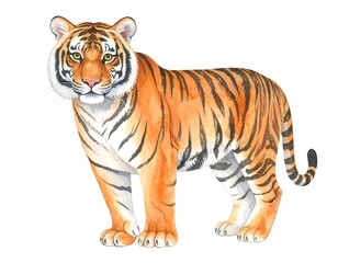 Fototapeta premium Watercolor painting of a majestic tiger with distinctive orange and black stripes.