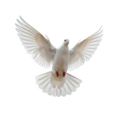 Fototapeta premium White dove in flight isolated on transparent background