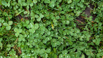Fototapeta premium Close Up Of Green Clover Patch Covered In Fresh Raindrops